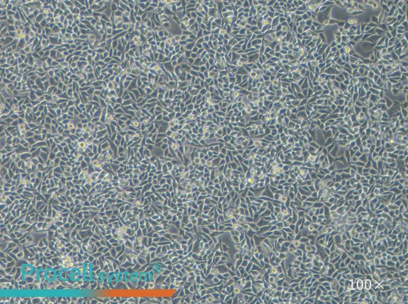 RKO Cell Complete Medium - 2