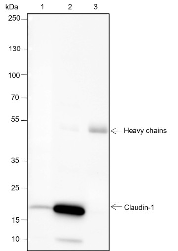 Recombinant Claudin-1 Monoclonal Antibody - small - 5