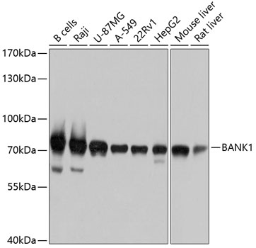 Western blot analysis of extracts of various cell lines using BANK1 Polyclonal Antibody at dilution of 1:1000.