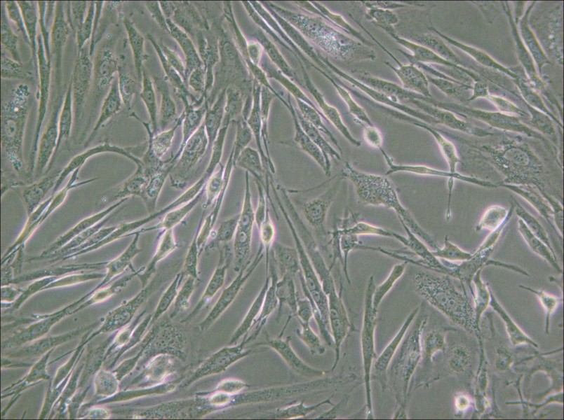 8305C Cell Complete Medium - 4