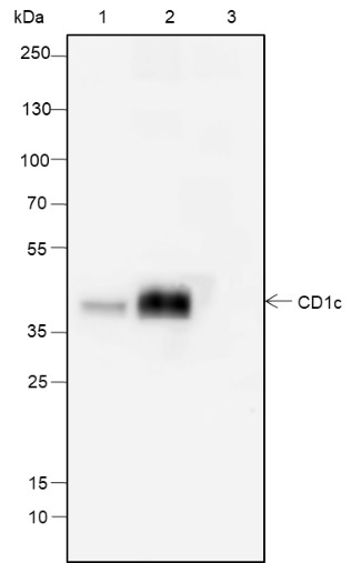Recombinant CD1c Monoclonal Antibody - small - 4