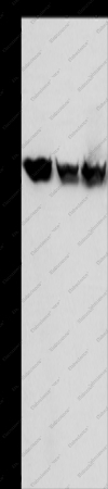 HSP75 Polyclonal Antibody - 1