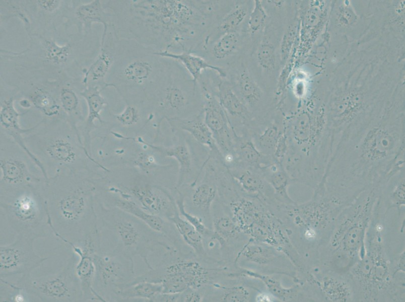 SRA01/04 Cell Complete Medium - 5