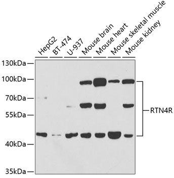 Western blot analysis of extracts of various cell lines using RTN4R Polyclonal Antibody at dilution of 1:1000.