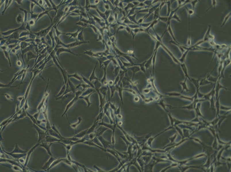 Psi2 DAP Cell Complete Medium - 5