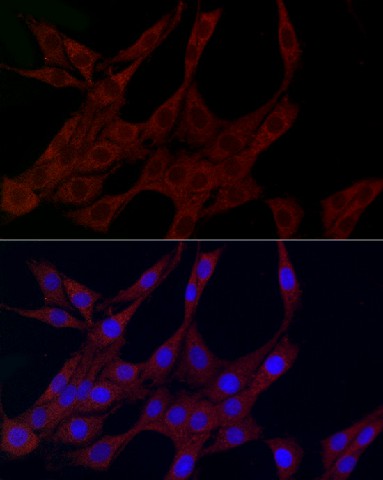 Immunofluorescence analysis of PC-12 cells using PLK2 Polyclonal Antibody at dilution of 1:100 (40x lens). Blue: DAPI for nuclear staining.