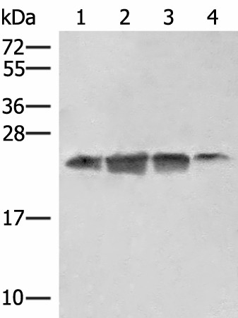 Western blot analysis of 293T HT29 and A172 cell lysates  using EIF3K Polyclonal Antibody at dilution of 1:550