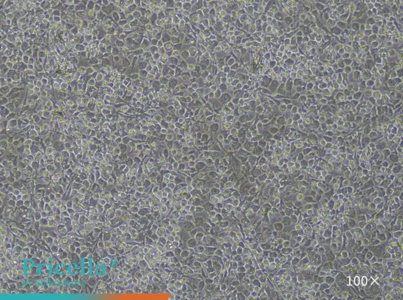 Rat Acetabular Chondrocytes Isolation and Culture Kit - small - 2