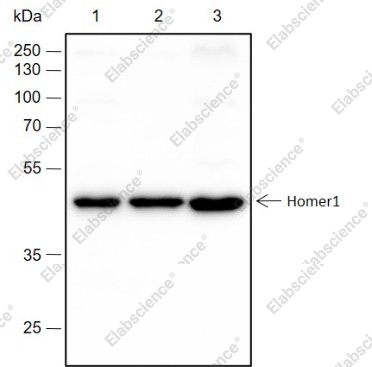 Recombinant Homer1 Monoclonal Antibody - 1