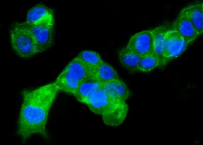CD63/Tspan-30/Tetraspanin-30 Monoclonal Antibody - small - 2