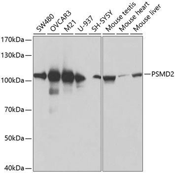 Western blot analysis of extracts of various cell lines using PSMD2 Polyclonal Antibody at 1:500 dilution.