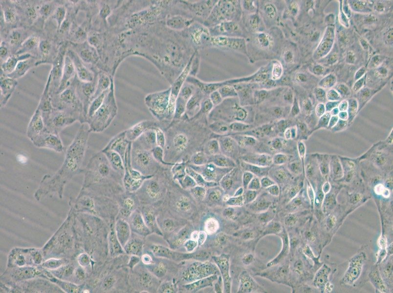Kuramochi Cell Complete Medium - 6