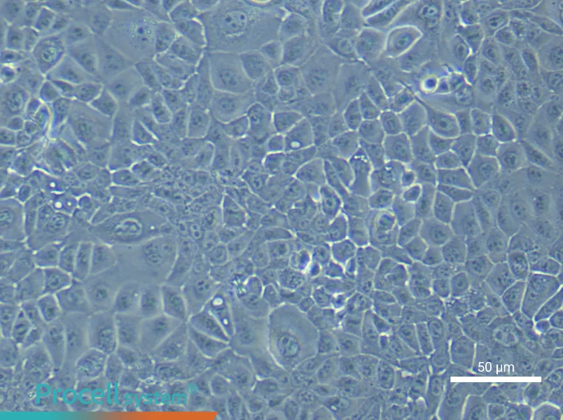 Mouse Colonic Mucosal Epithelial (Primary cell immortalization) Cell Complete Medium - small - 4