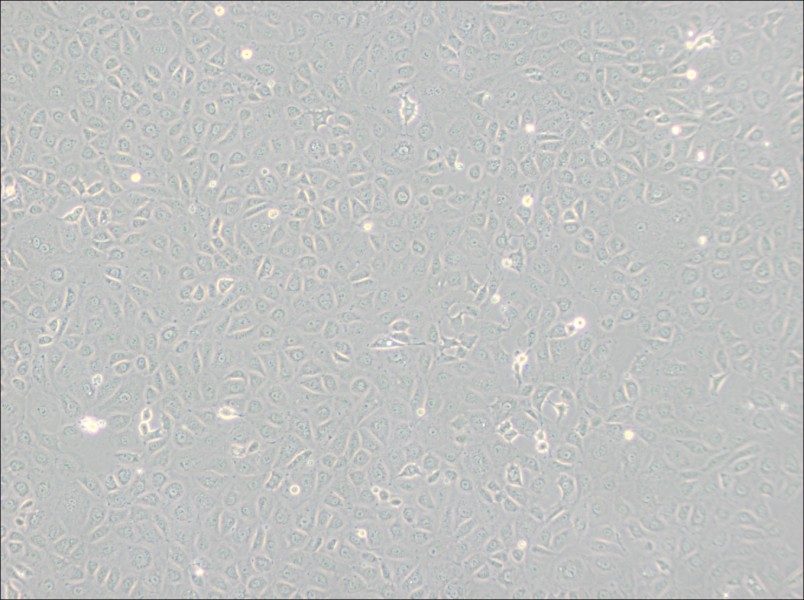 WB-F344 Cell Complete Medium-searchlist-1