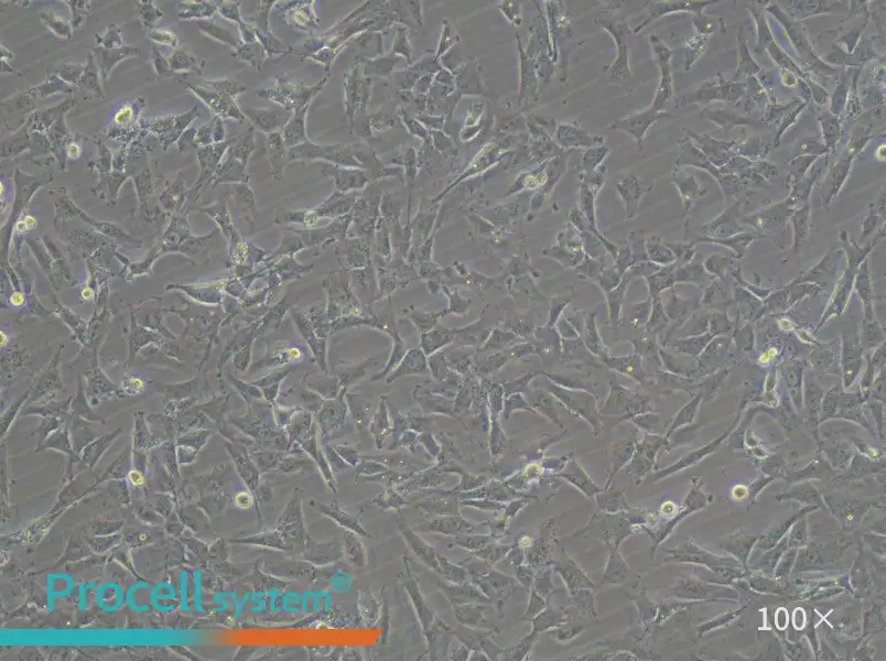 HTh-7 Cell Complete Medium - 2
