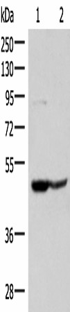 Western blot analysis of 293T and Jurkat cell lysates  using C3AR1 Polyclonal Antibody at dilution of 1:400