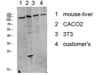 Western Blot analysis of various cells using Phospho-DDR1 (Tyr513) Polyclonal Antibody at dilution of 1:1000.