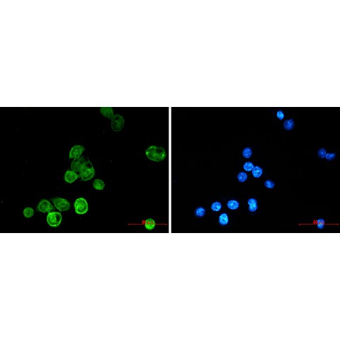 Immunofluorescence of BAT3/BAG-6 (green) in MCF-7 using BAT3/BAG-6 antibody at dilution 1:20, and DAPI(blue)