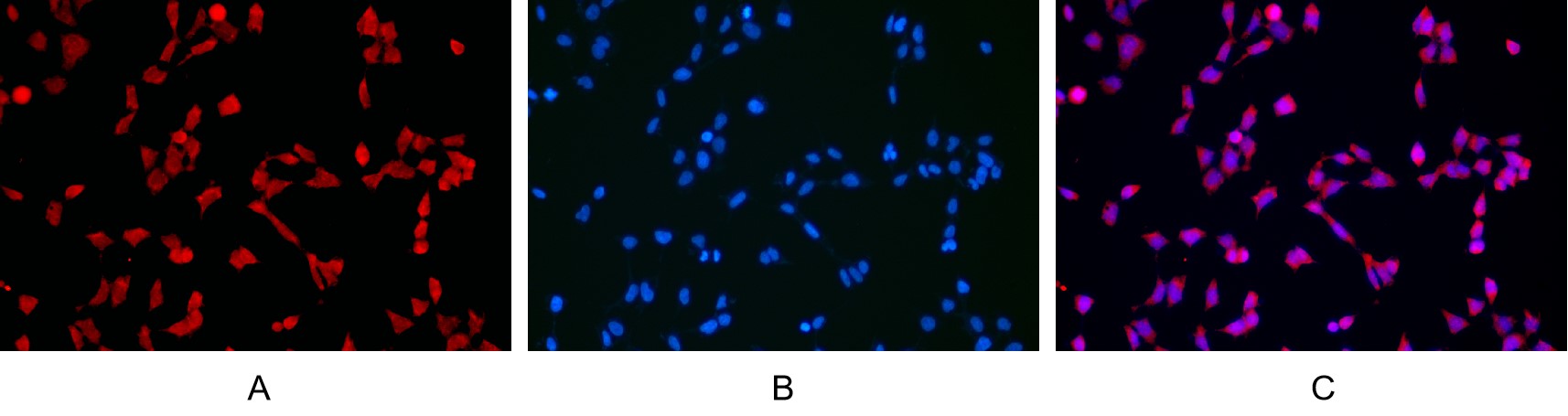 Recombinant CD68 Monoclonal Antibody - small - 6