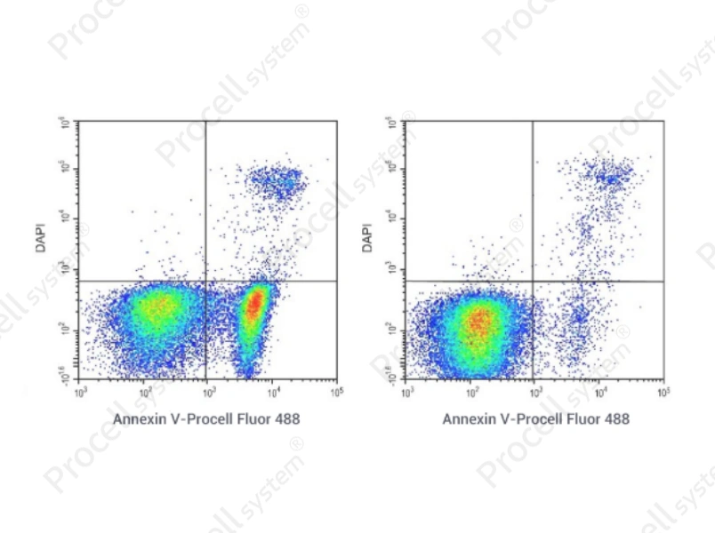 Annexin V-Procell Fluor 488/DAPI Apoptosis Kit