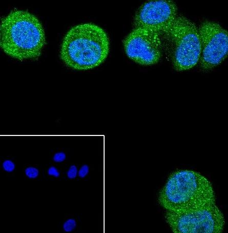 Recombinant HER4/ErbB4 Monoclonal Antibody - 3