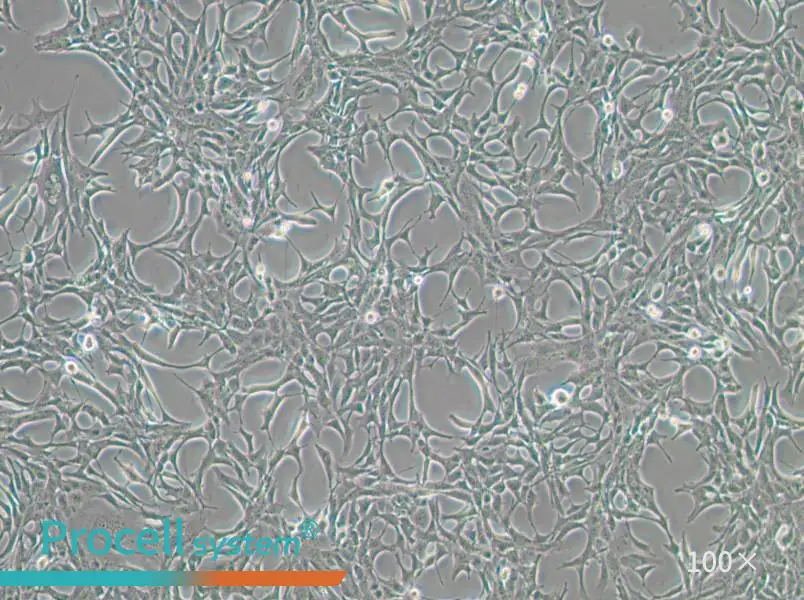 C8-D1A Cell Complete Medium - 1