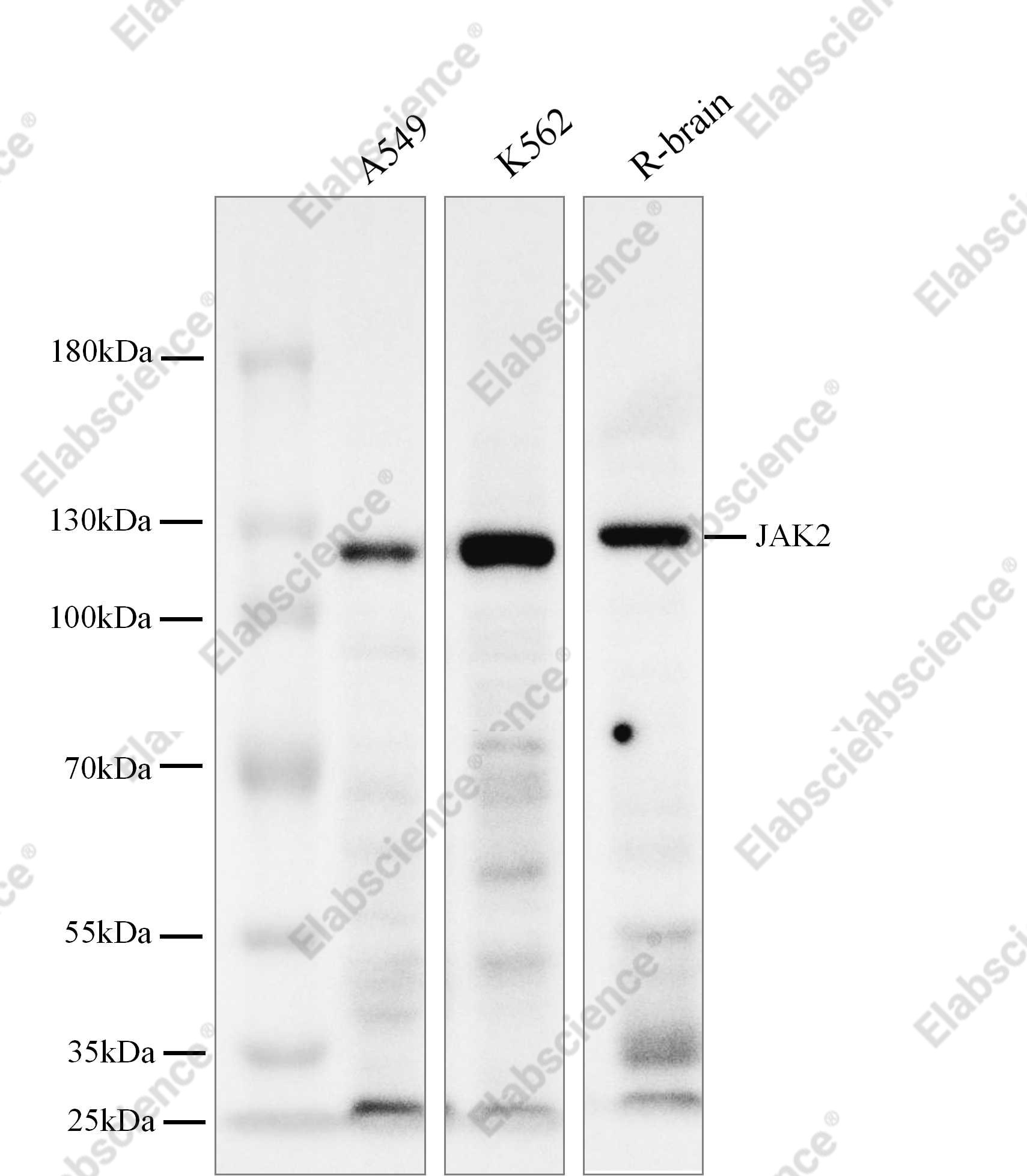 Recombinant JAK2 Monoclonal Antibody - 1