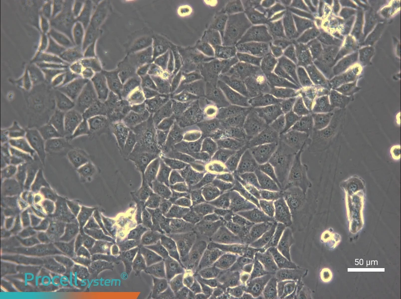 CMT93 Cell Complete Medium - 5