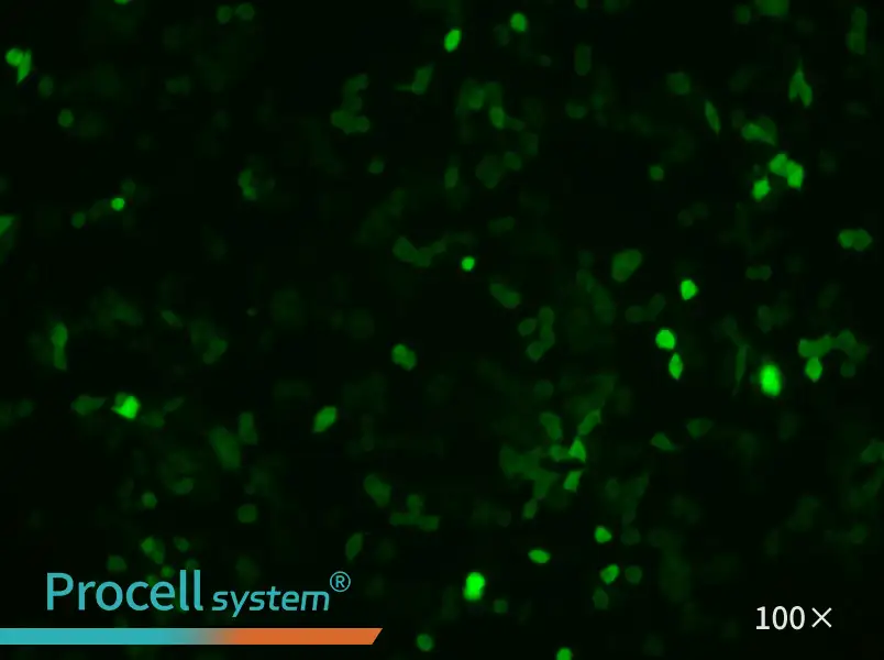 4T1-GFP Cell Complete Medium - 2