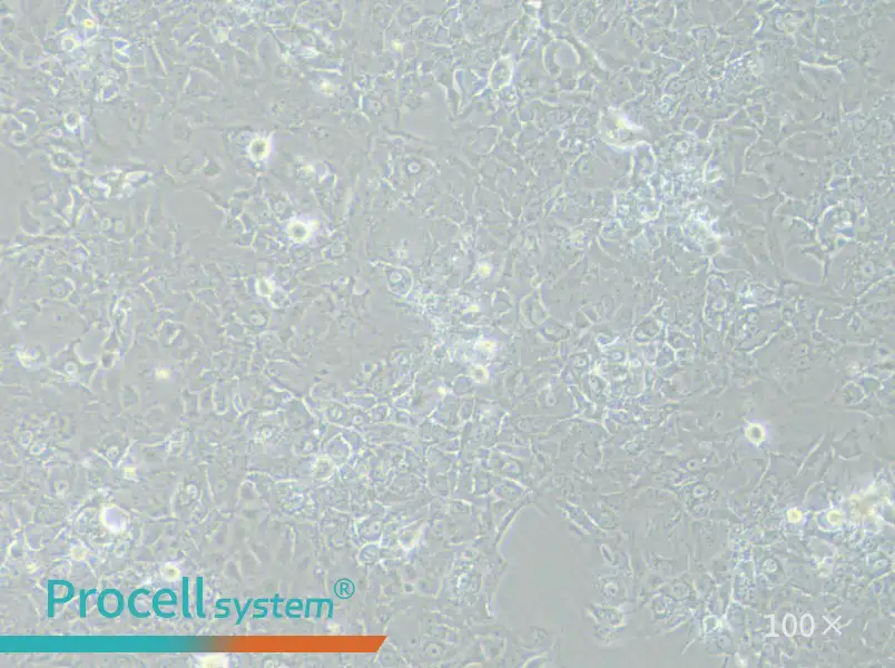 HuH-7.5.1 Cell Complete Medium - 1