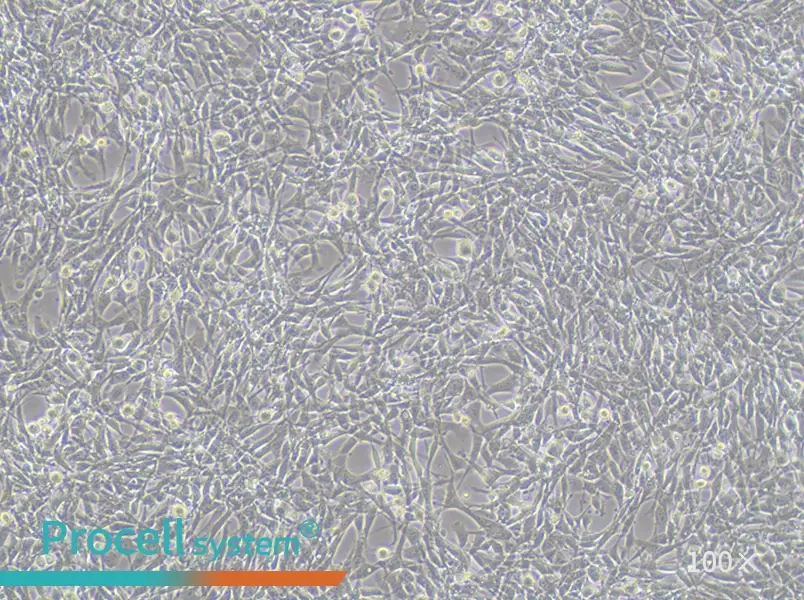 TM4 Cell Complete Medium - 3