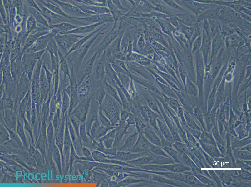 Rabbit Bladder Fibroblast Complete MediumRabbit Bladder Fibroblast Complete Medium - 6