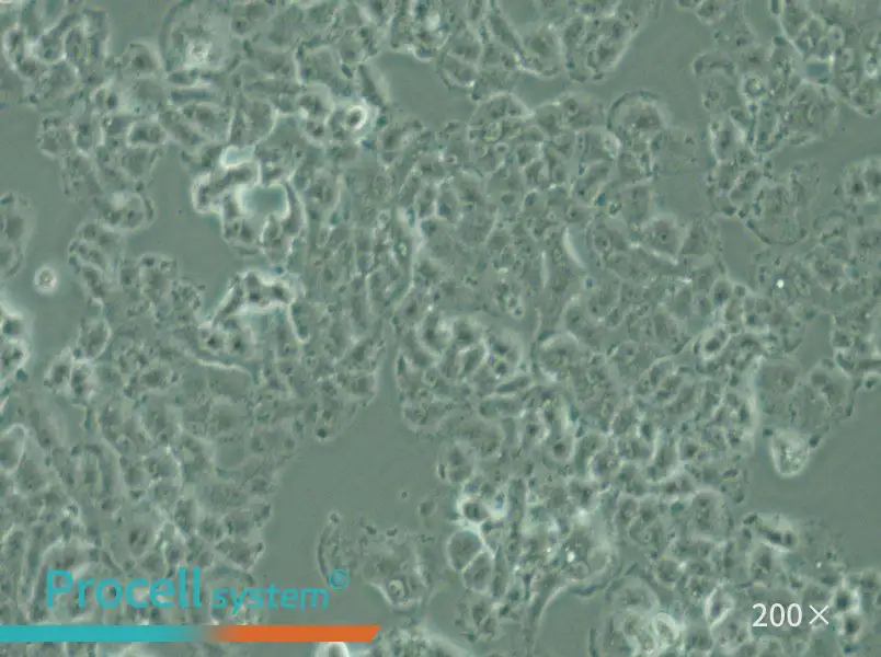 QGP-1 Cell Complete Medium - 6