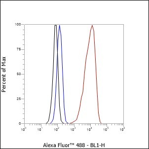 Recombinant NCAM1/CD56 Monoclonal Antibody - small - 2