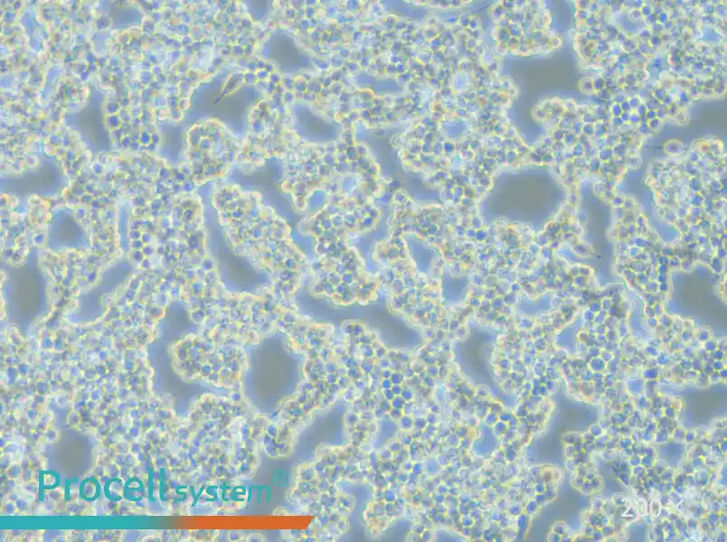 RAW 264.7 Cell Complete Medium - small - 5