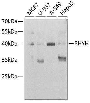 Western blot analysis of extracts of various cell lines using PHYH Polyclonal Antibody at 1:1000 dilution.