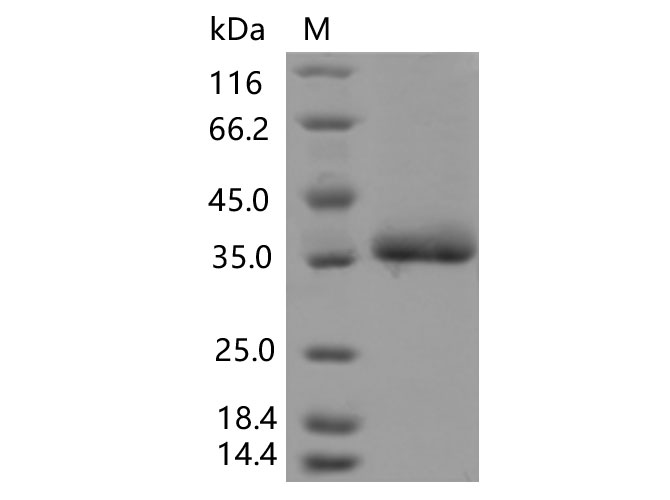 Immobilized Human ACE2 (mFc tag)(Cat: PKSH031870) at 2 ug/mL (100 uL/well) can bind SARS-CoV-2 (2019-nCoV) Spike RBD(F490L)-His(Cat:PKSV030468), the EC50 of PKSV030468 is 30-150ng/mL.