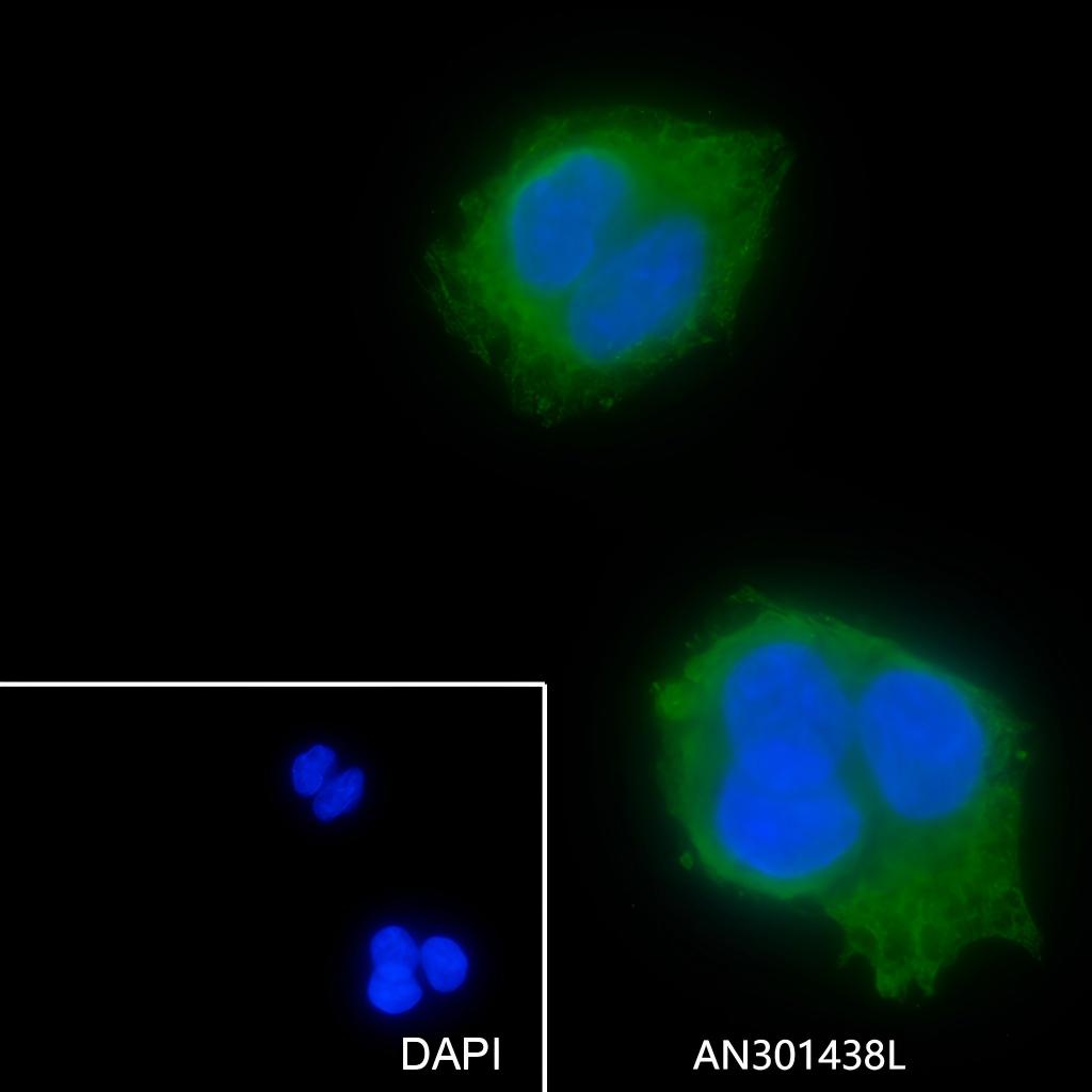 Recombinant ANGPTL3 Monoclonal Antibody - small - 4