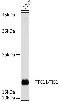 Western blot analysis of extracts of 293T cells using TTC11/FIS1 Polyclonal Antibody at 1:1000 dilution.