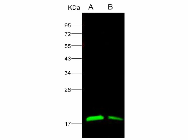 Western Blot analysis of Recombinant EBOV (Sudan ebolavirus, strain Gulu) Nucleoprotein / NP Protein (His Tag)(PKSV030168 with 50ng and 10ng) using Anti-Ebola virus EBOV(subtype Zaire, strain H.sapiens-wt/GIN/2014/Kissidougou-C15) Nucleoprotein/NP Polyclonal Antibody at dilution of 1:1000.