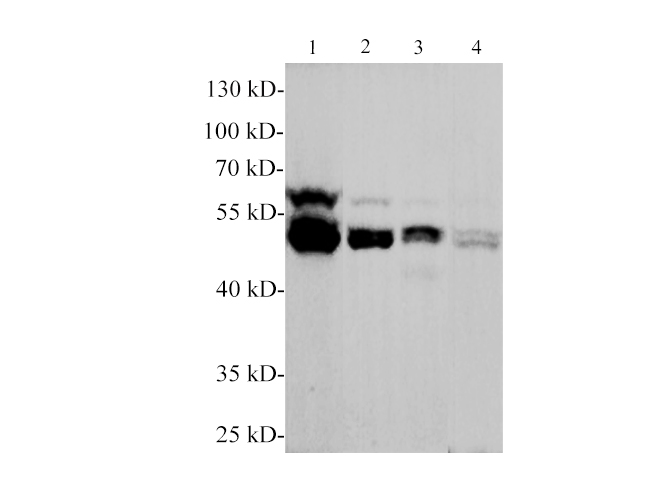 Western blotting with anti-PBEF polyclonal Antibody at dilution of 1:1000. Lane 1: Raji cell lysates, lane 2: PC-3 cell lysate, lane 3: MCF-7 cell lysate, lane 4: C6 cell lysate.