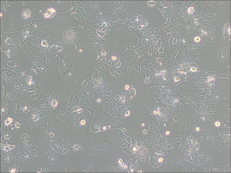 HT-1376 Cell Complete Medium-searchlist-1