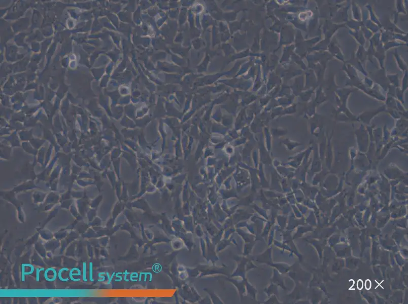 CHL Cell Complete Medium - small - 6