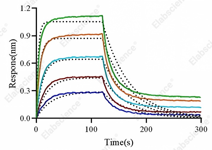 Recombinant Mouse CD64/FCGR1 Protein (His Tag) - 5