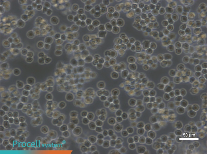 A20 Cell Complete Medium - 6