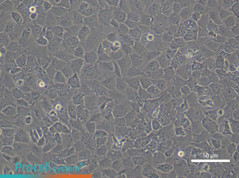 Mouse Osteoblast Cell Complete Medium - small - 4