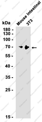 Recombinant hnRNP Q Monoclonal Antibody - 3