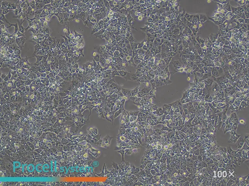 HuH-6 (DMEM) Cell Complete Medium - 3