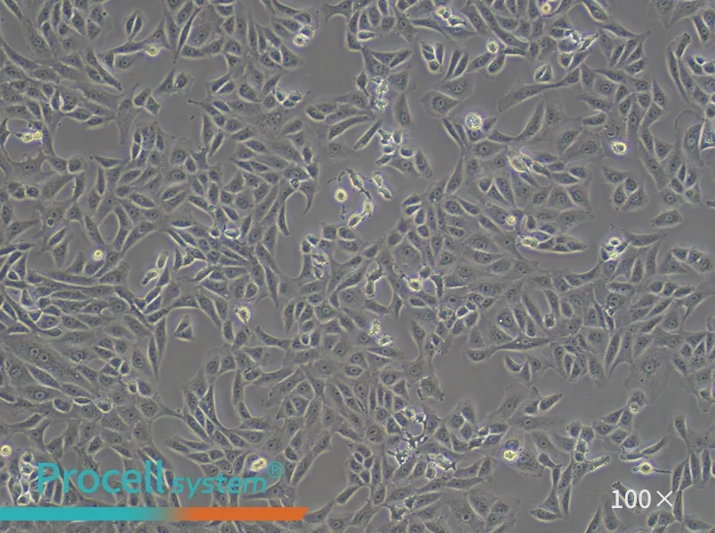 Vero Cell Complete Medium - 2