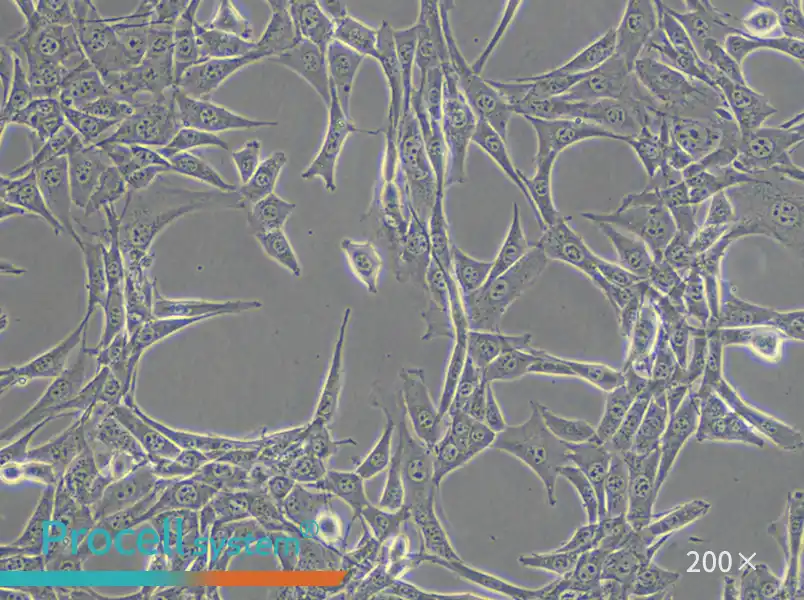 NIH/3T3 Cell Complete Medium - small - 4
